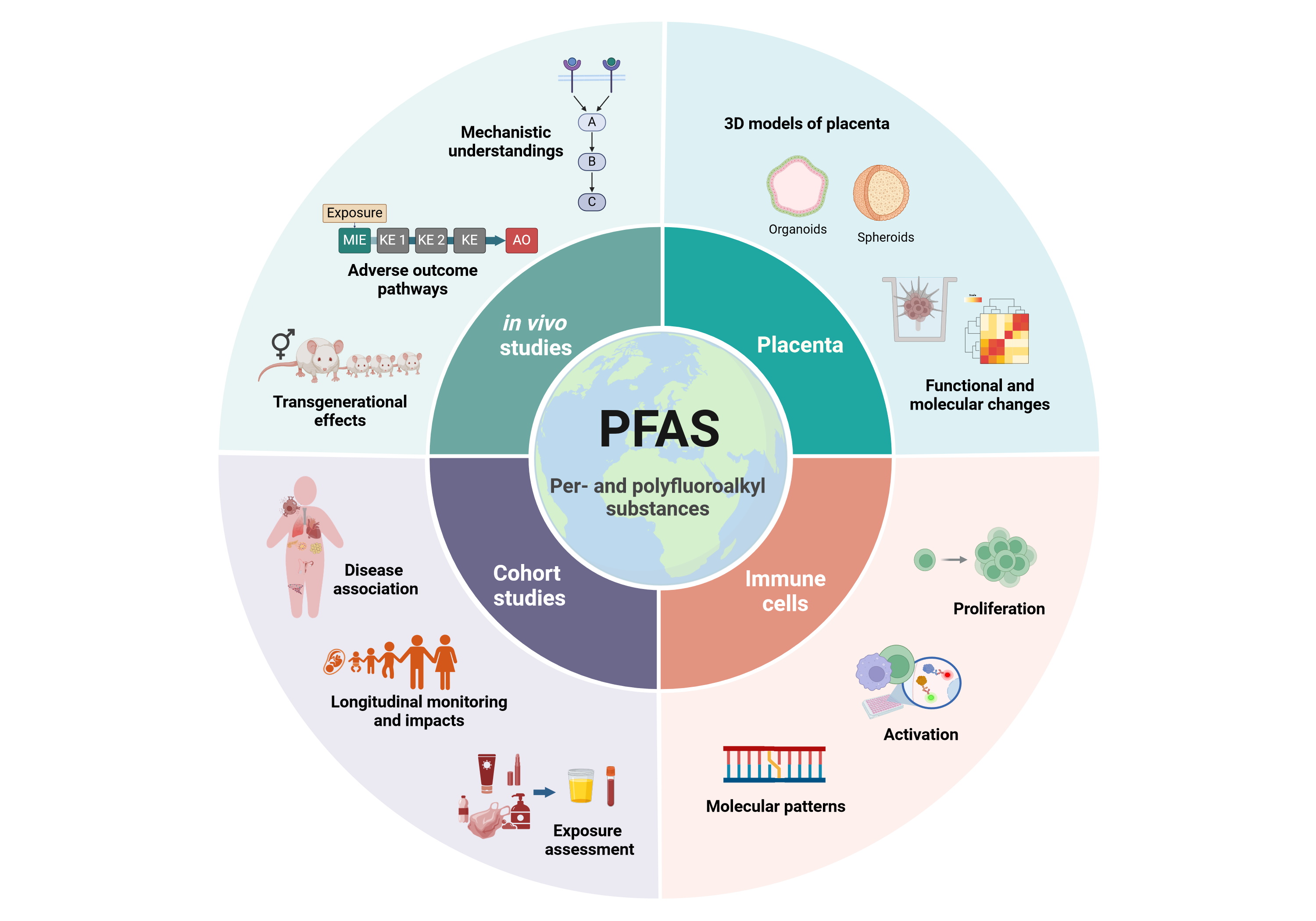 PFAS activities